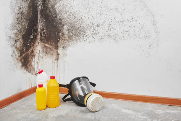 Best Crawl Space Mold Removal  in Morehead City, NC