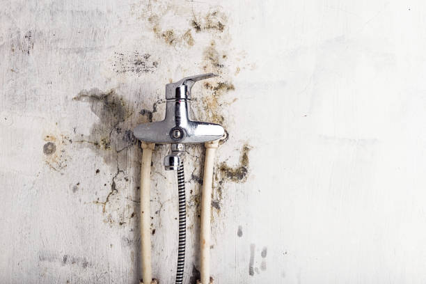 Best Mold Testing and Removal  in Morehead City, NC
