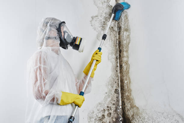 Professional Mold Removal in Morehead City, NC