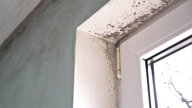 Mold Testing and Removal in Morehead City, NC