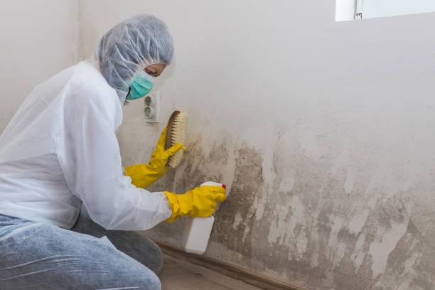 Best Residential Mold Removal  in Morehead City, NC