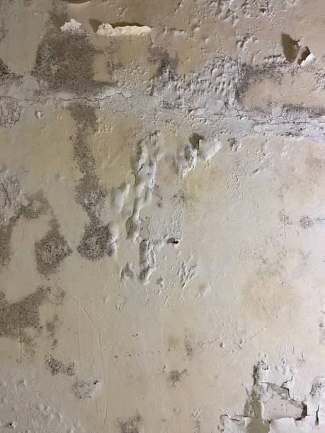 Best Mold Remediation  in Morehead City, NC